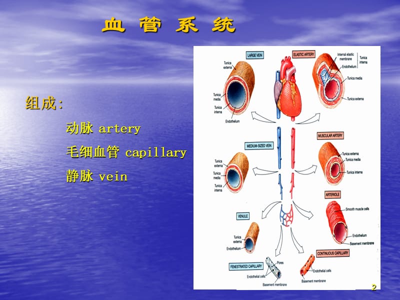 动脉解剖ppt课件_第2页