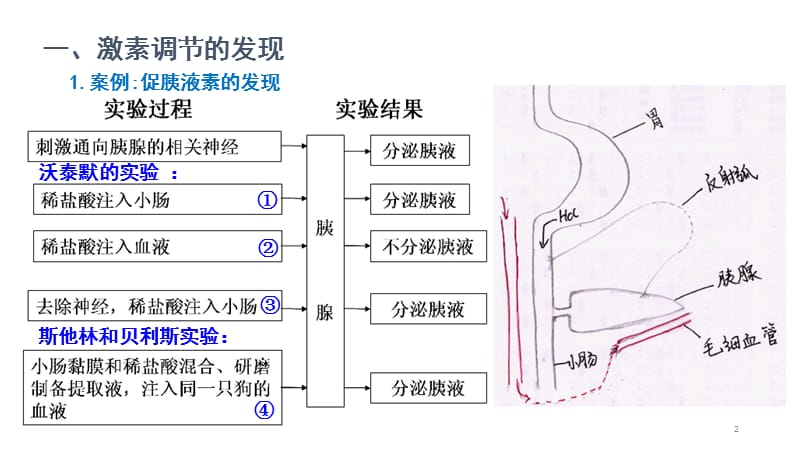 动物激素的种类及作用ppt课件_第2页