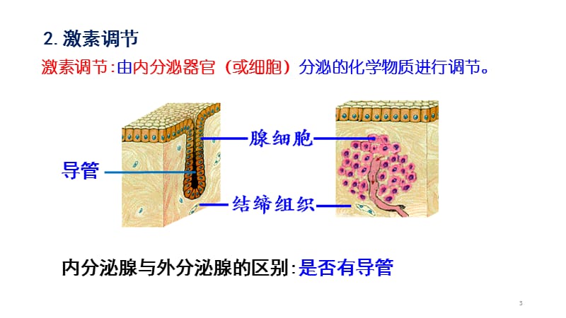 动物激素的种类及作用ppt课件_第3页