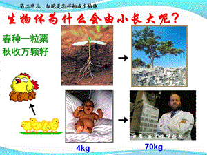 細胞通過分裂產(chǎn)生新細胞ppt課件