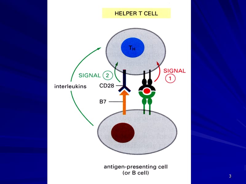 T细胞的活化ppt课件_第3页