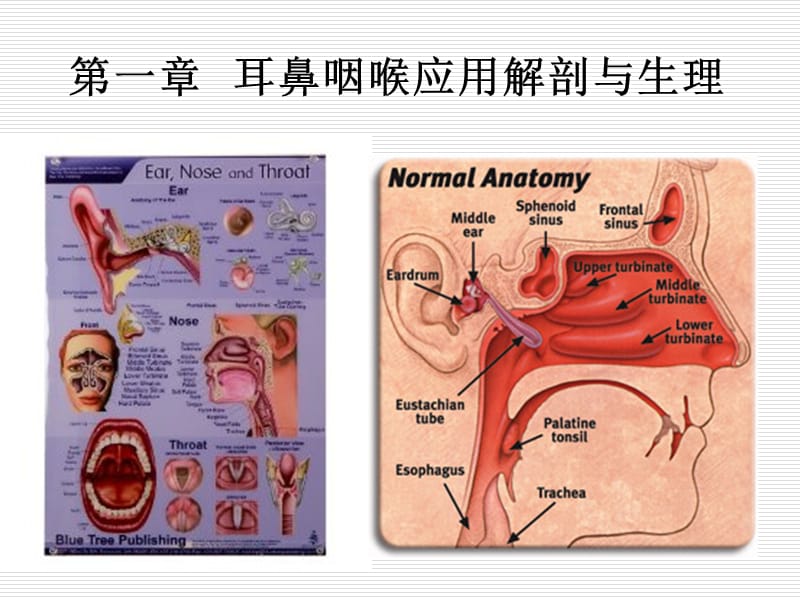 耳鼻喉的生理解剖ppt课件_第1页