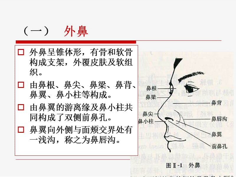 耳鼻喉的生理解剖ppt课件_第3页