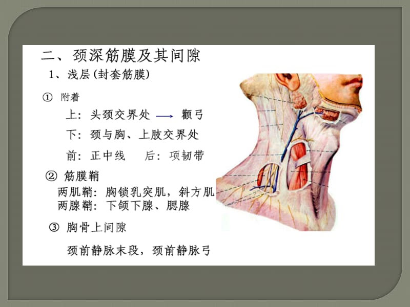 耳鼻喉颈部脓肿ppt课件_第2页