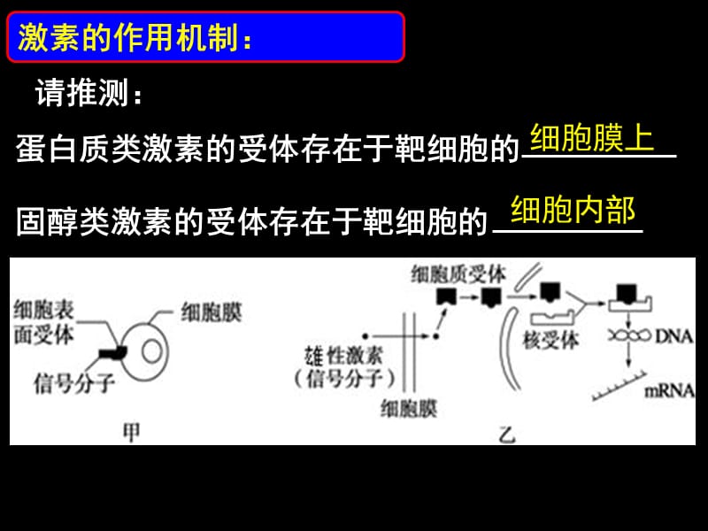 通过激素的调节一轮复习公开课ppt课件_第3页