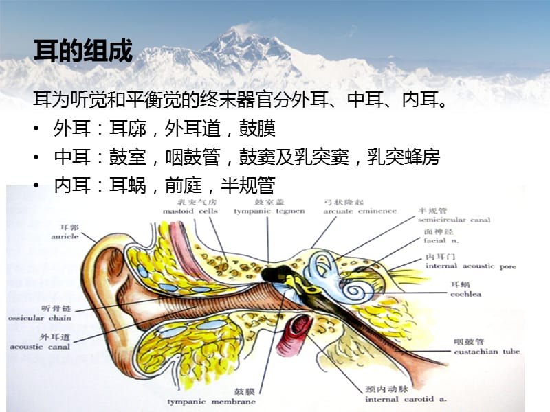 耳部常见疾病ppt课件_第2页