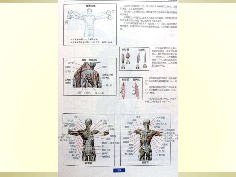 锻炼肌肉全面图解ppt课件_第2页