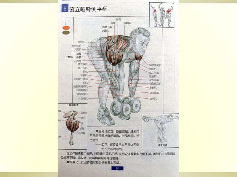 锻炼肌肉全面图解ppt课件_第3页