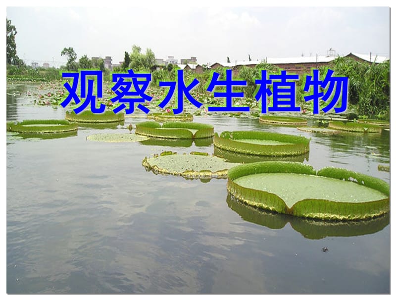 三年級(jí)科學(xué)上冊(cè)《一4水生植物》PPT.ppt_第1頁