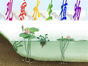 三年級上科學《水生植物》.ppt