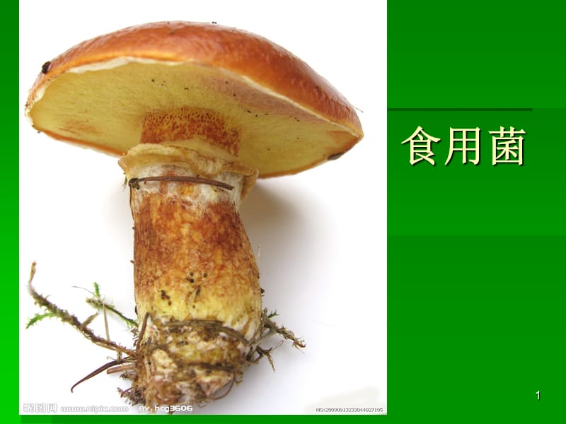 食用菌ppt课件_第1页