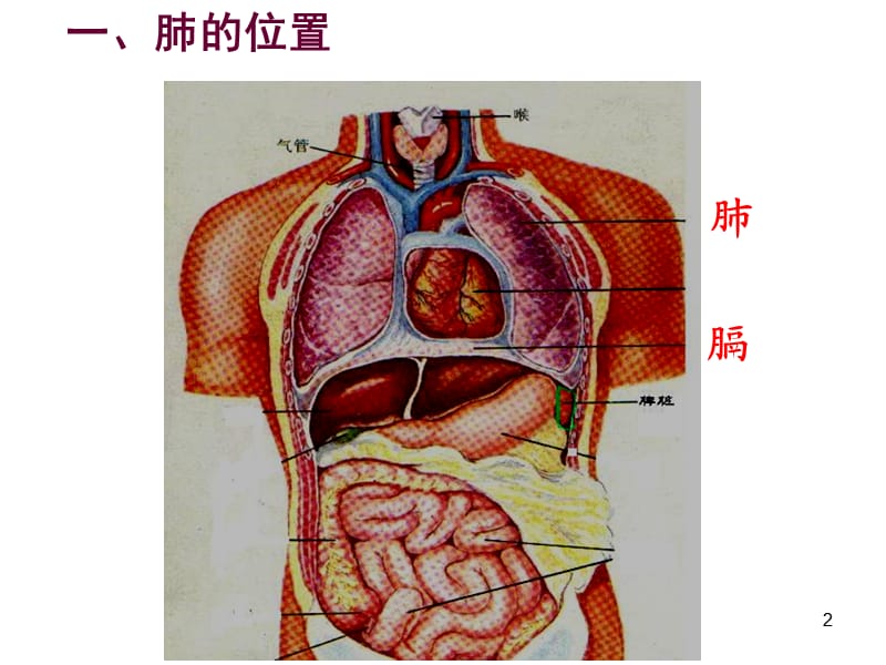 发生在肺里的气体交换动画ppt课件_第2页