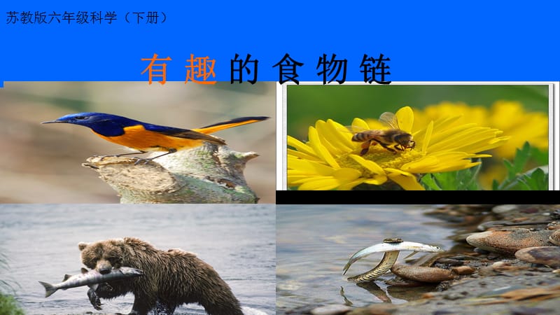 《有趣的食物链》教学.ppt_第1页