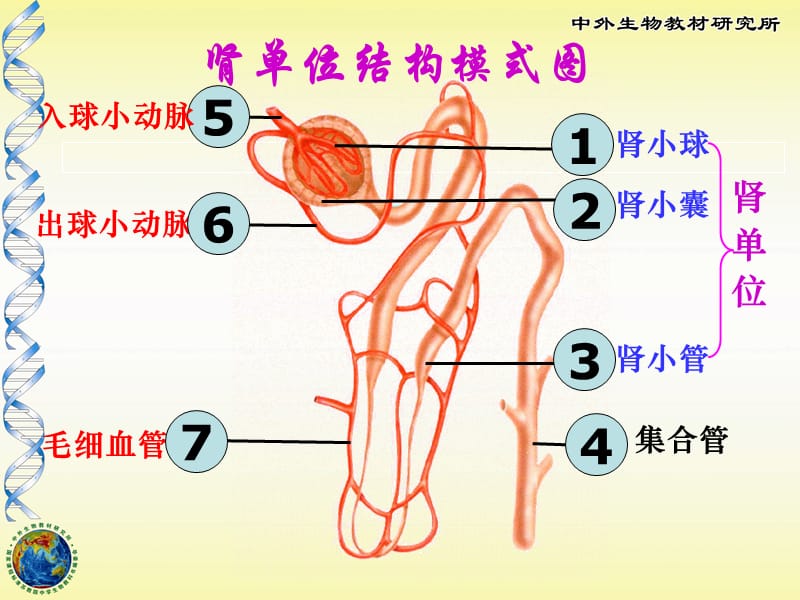 《人體廢物的排出》PPT課件.ppt_第1頁(yè)