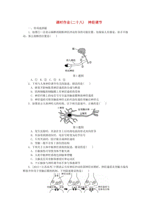 （江蘇專用）2019年高考生物一輪總復(fù)習(xí) 課時作業(yè)（二十八）神經(jīng)調(diào)節(jié).doc