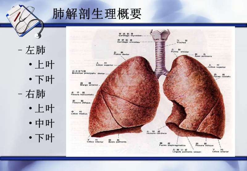 肺癌护理查房ppt课件_第2页