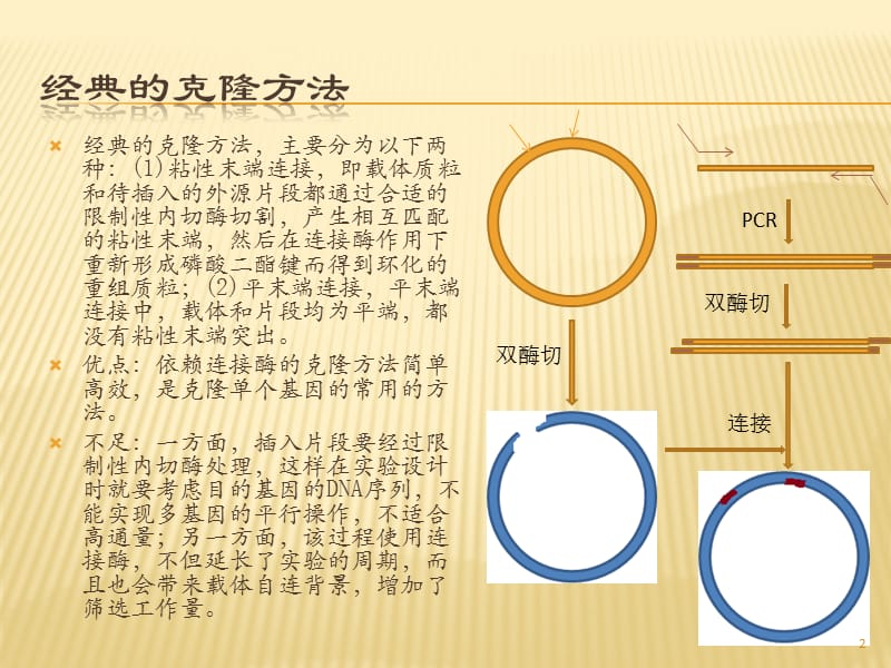 ligation independent cloning-分子克隆技术ppt课件_第2页