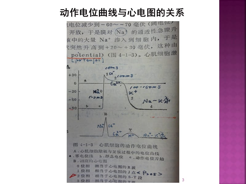 常用药物影响及电解质紊乱心电图表现ppt课件_第3页