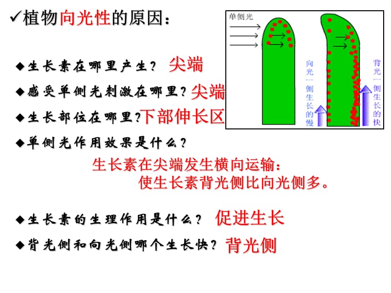 植物的生长素的作用.ppt_第1页