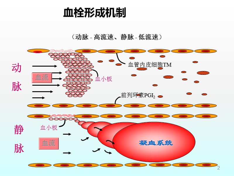 ICU抗凝药物合理应用ppt课件_第2页