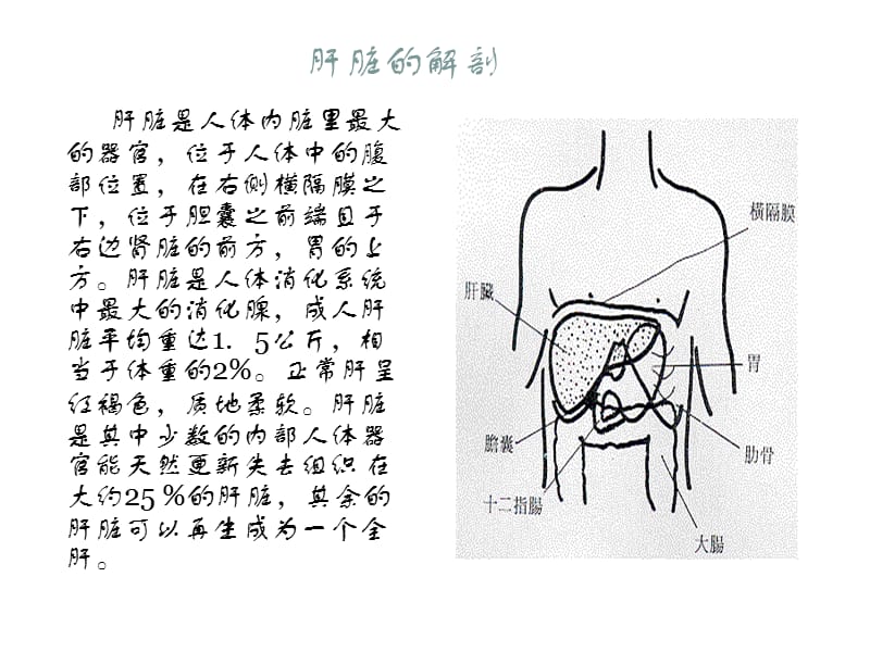 肝癌的护理查房ppt课件_第2页