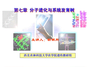 核酸蛋白质序列进化分析.ppt