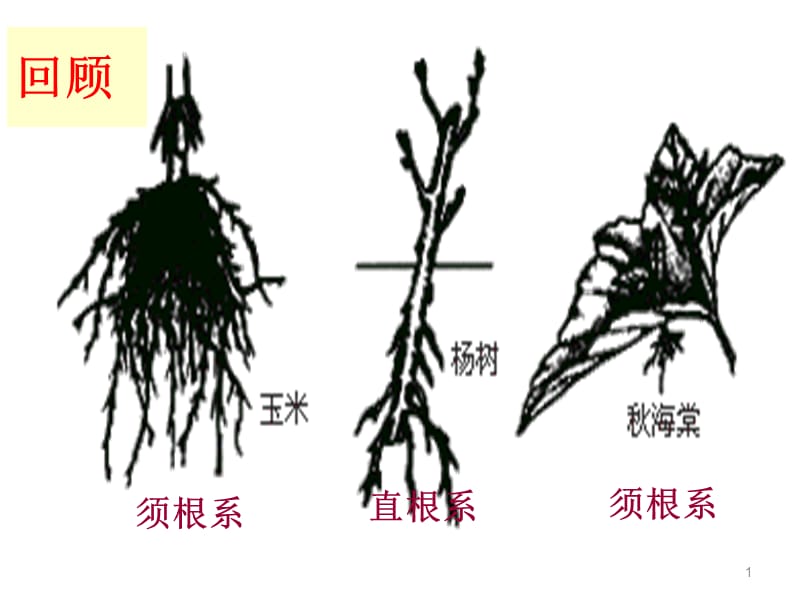 植物生殖器官的生长ppt课件_第1页