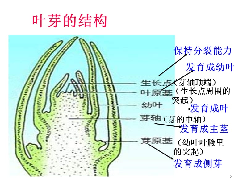 植物生殖器官的生长ppt课件_第2页