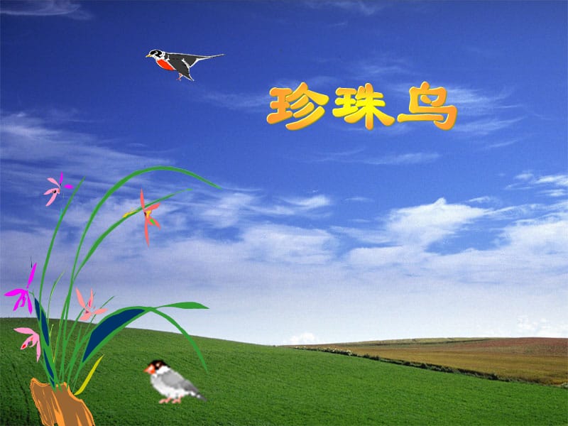 珍珠鸟初中语文鲁教版六年级下册.ppt_第1页