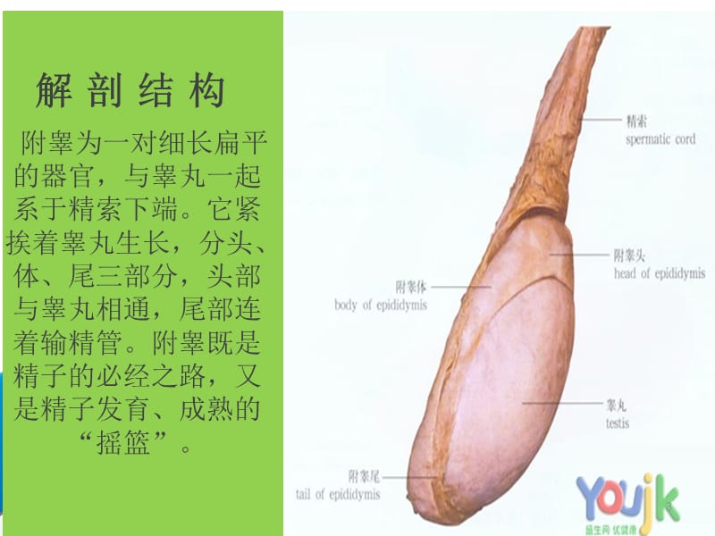 附睾炎的护理ppt课件_第3页