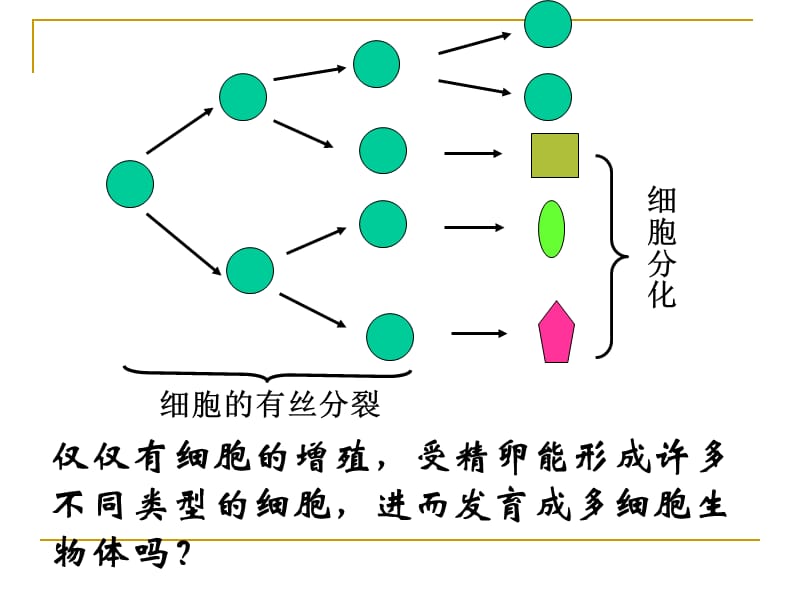 细胞的分化、衰老和凋亡、癌变.ppt_第1页