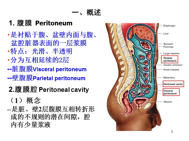 腹膜与腹膜腔局部解剖ppt课件_第3页