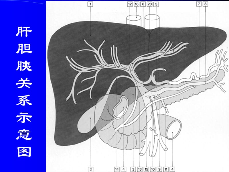腹部正常CT表现ppt课件_第2页