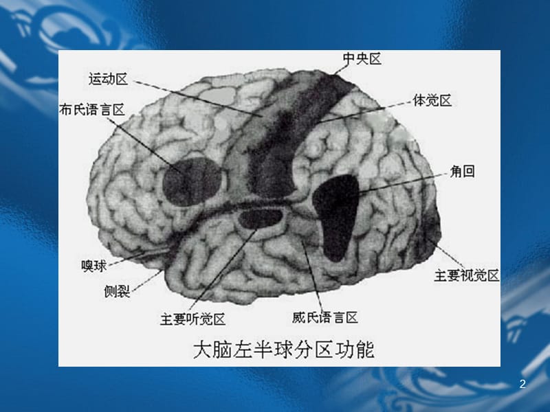MRI解剖颅脑ppt课件_第2页