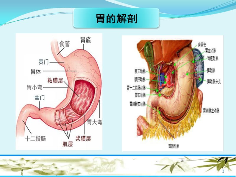 腹腔镜胃癌根治术ppt课件_第3页