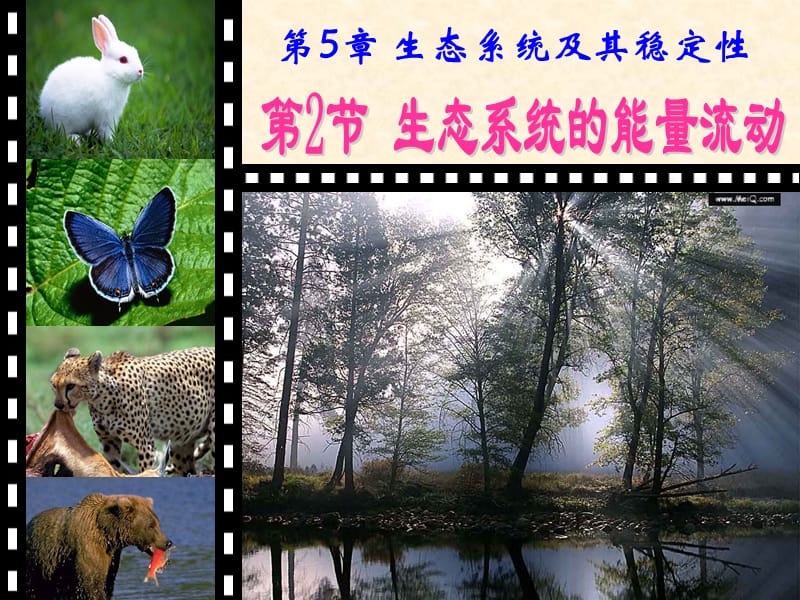 研課標(biāo)說教材生物生態(tài)系統(tǒng)有能量流動(dòng).ppt_第1頁