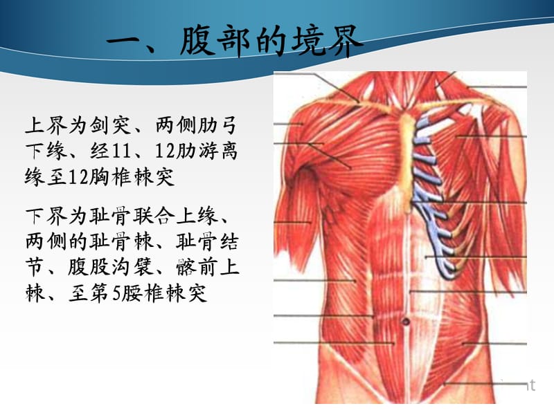 腹部表面解剖ppt课件_第3页