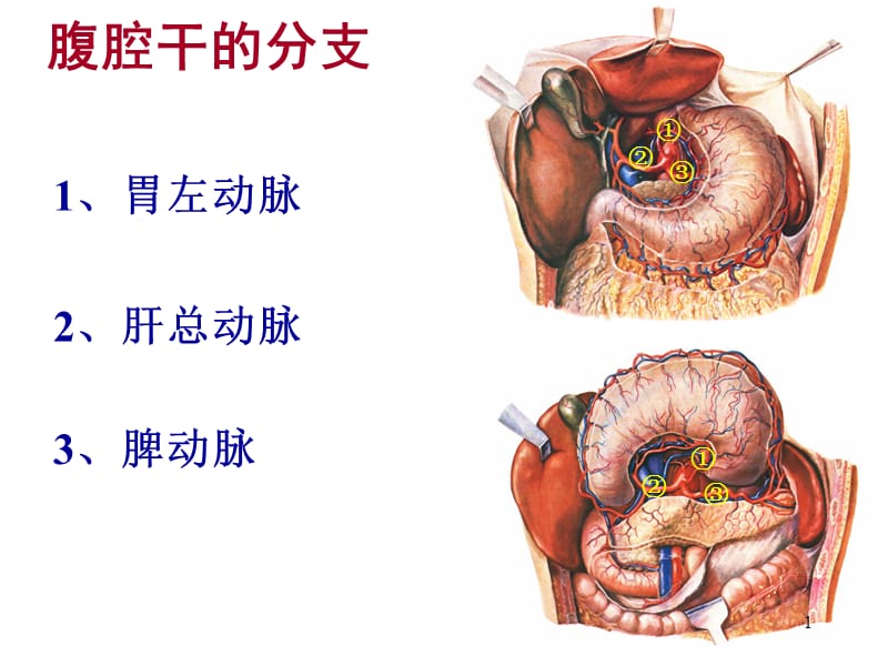 腹腔干的分支ppt课件_第1页