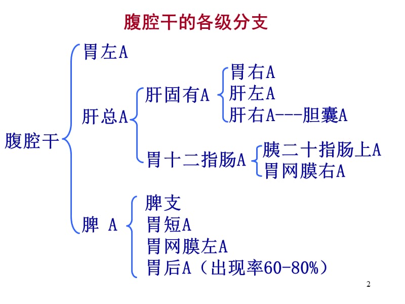 腹腔干的分支ppt课件_第2页