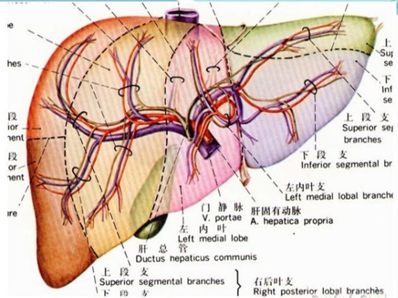 肝脏正常及异常CT影像ppt课件_第3页