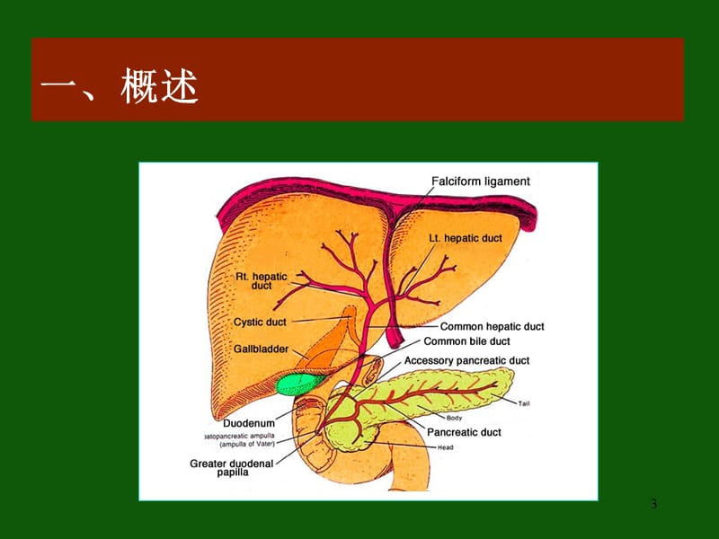 肝胆胰的解剖ppt课件_第3页