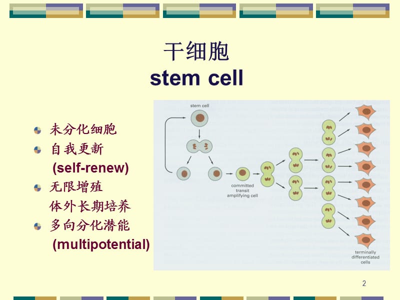 干细胞和干细胞治疗ppt课件_第2页