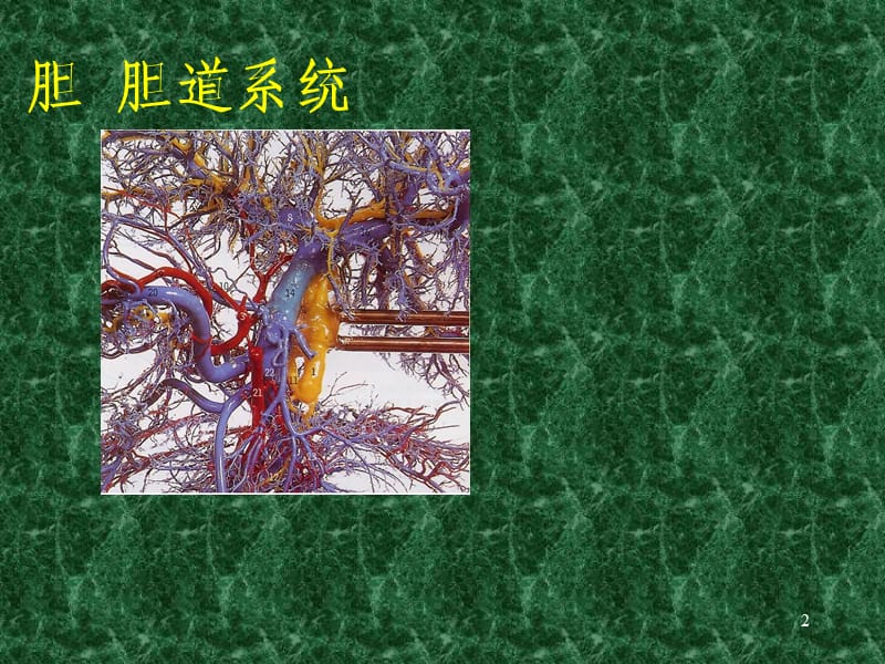 肝脏的解剖分叶ppt课件_第2页