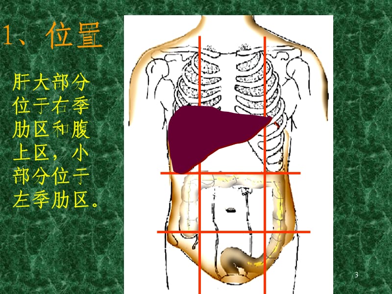 肝脏的解剖分叶ppt课件_第3页