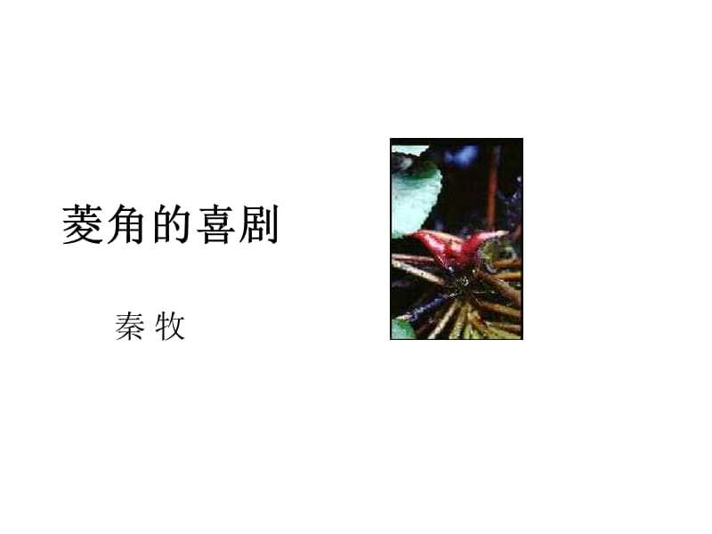 高中語(yǔ)文《菱角的喜劇》.ppt_第1頁(yè)