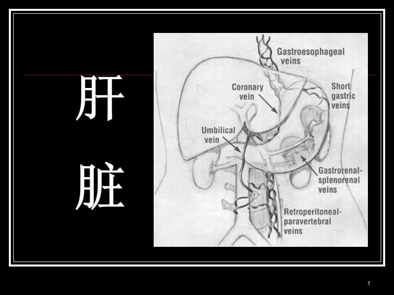 肝胆疾病影像诊断ppt课件_第1页