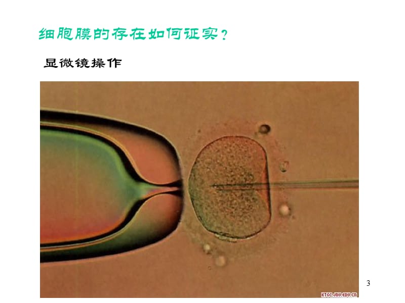 高中生物必修一细胞膜系统的边界ppt课件_第3页