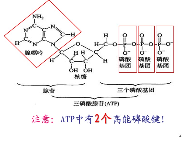 高一生物必修一细胞呼吸ppt课件_第2页