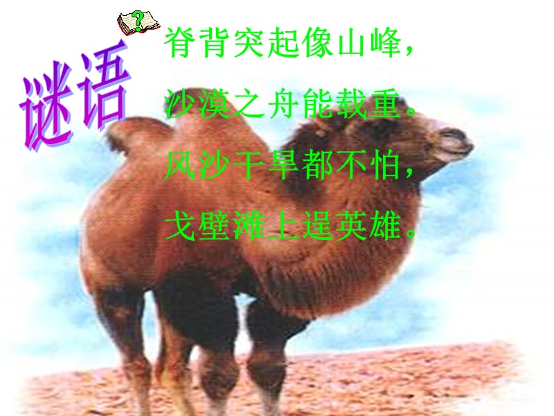 找骆驼人教版语文三年级上册阿依努尔.热合曼.ppt_第1页