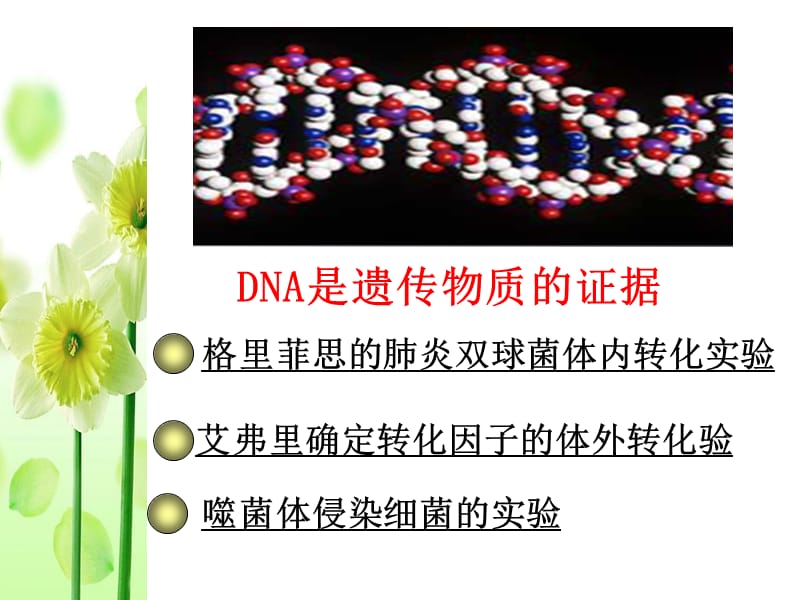 高三一轮复习DNA是主要的遗传物质一轮复习ppt课件_第3页